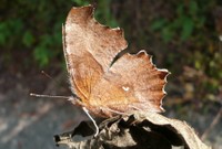 枯葉のような蝶の名は「クロノコマノチョウ」