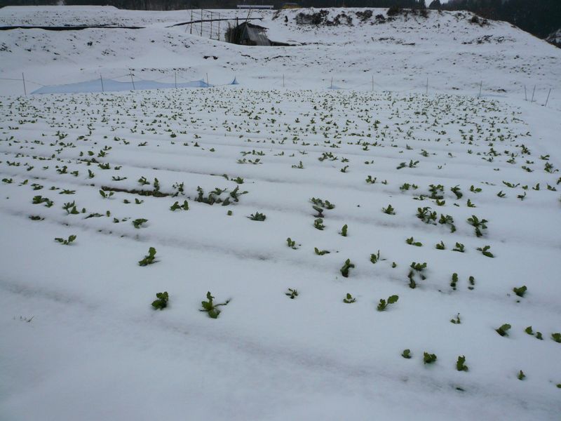 金沢の中山間地の畑には雪にうまれたかぶらがあった