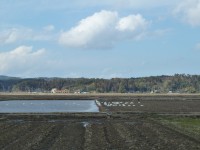 コハクチョウがいる珠洲の風景