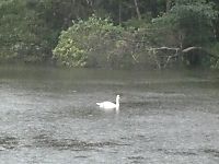 白鳥の湖