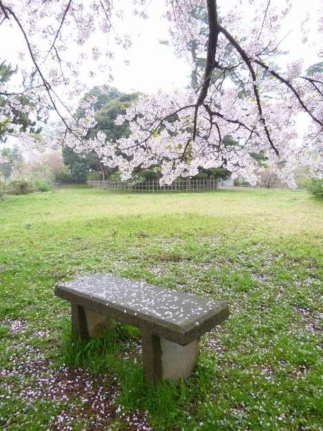 桜の花びらがハラハラと舞い落ちるベンチ