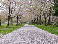 桜の道