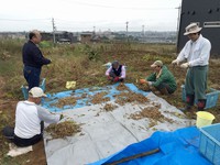 大豆畑で収穫