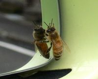 bee