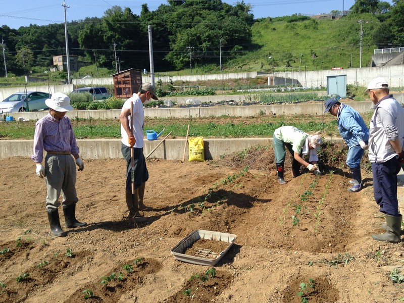 大豆の定植作業