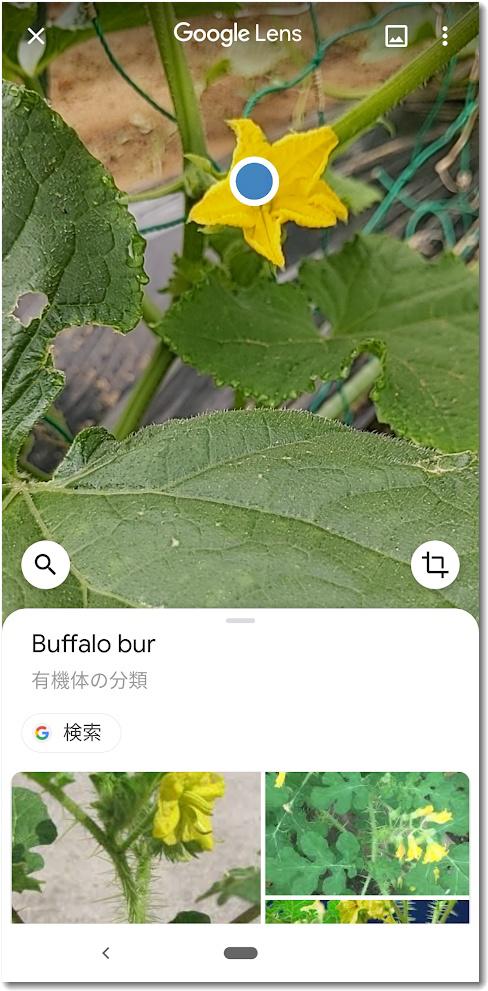 googlelens001.jpg