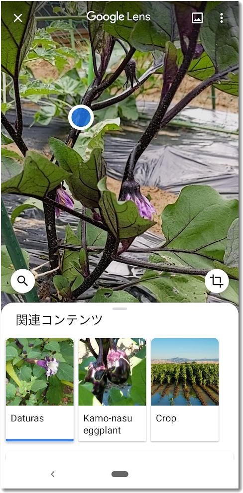 googlelens002.jpg