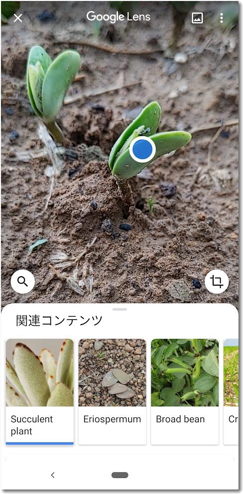 googlelens003.jpg