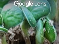 googlelens