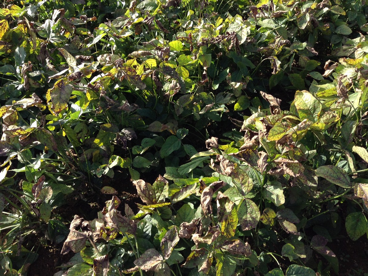 マメジン自由が丘の大豆は10月になっても青々としている