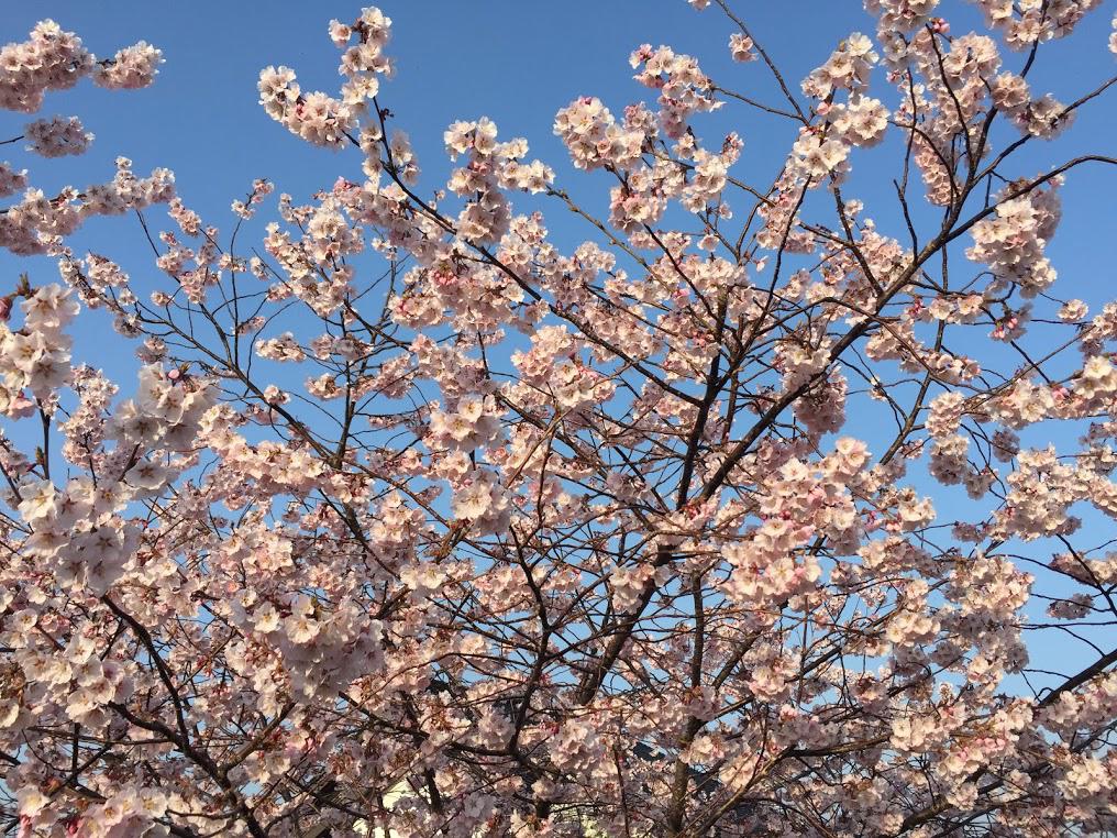 近所で咲いていた桜