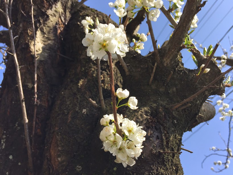 能美市いしかわ動物園近くにあった桜