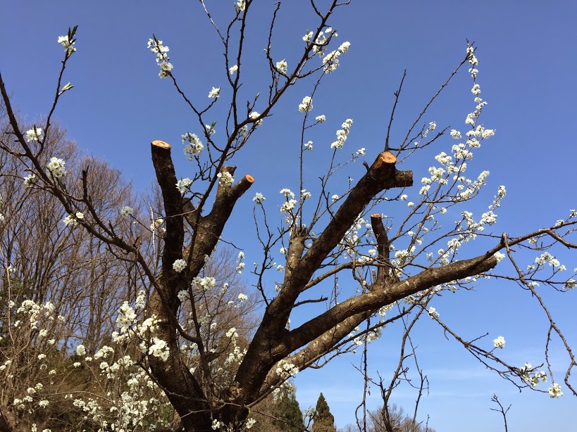 能美市いしかわ動物園近くにあった桜