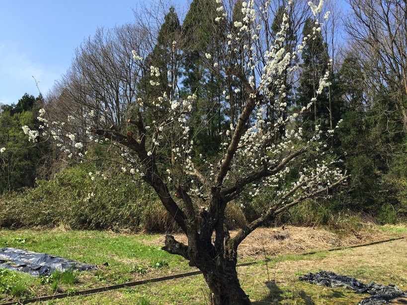 能美市いしかわ動物園近くにあった桜