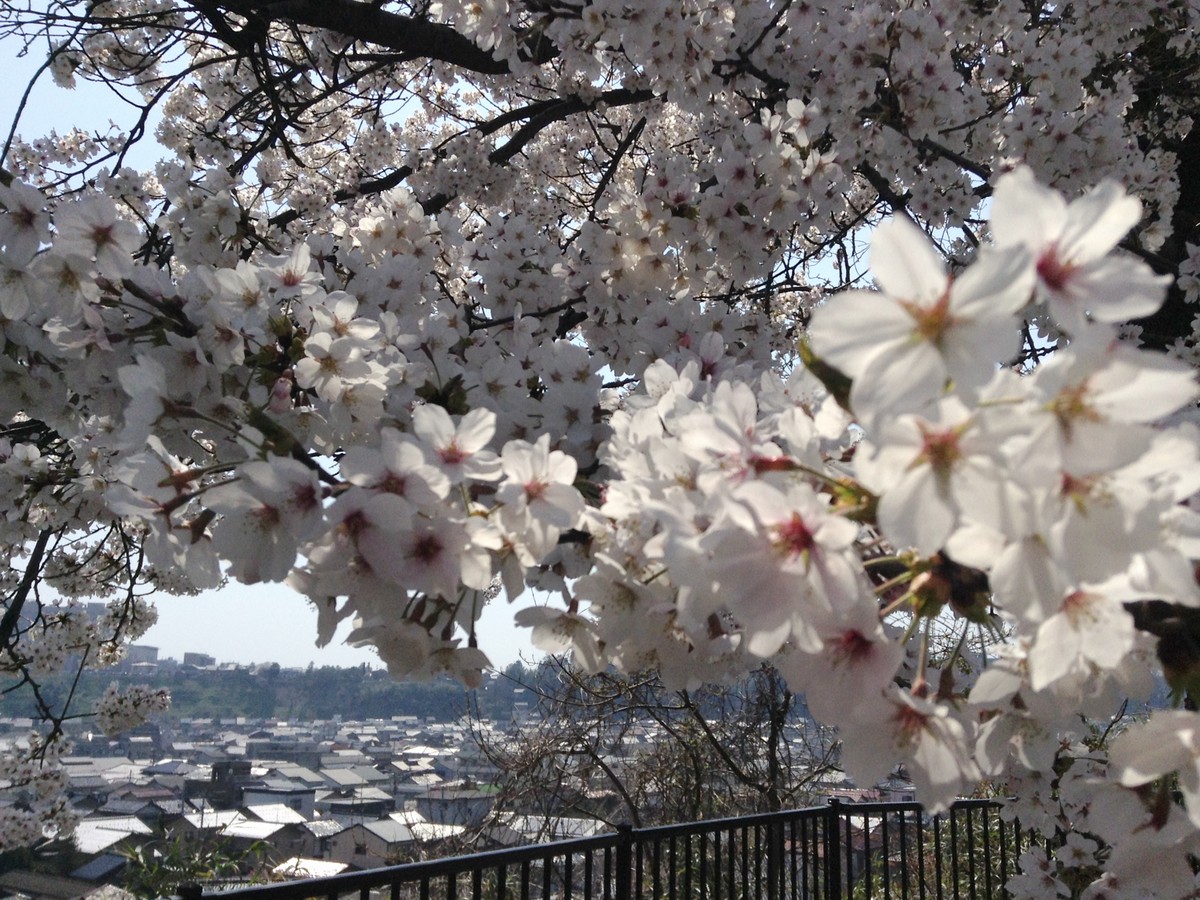 桜の花の下は金沢らしい風景